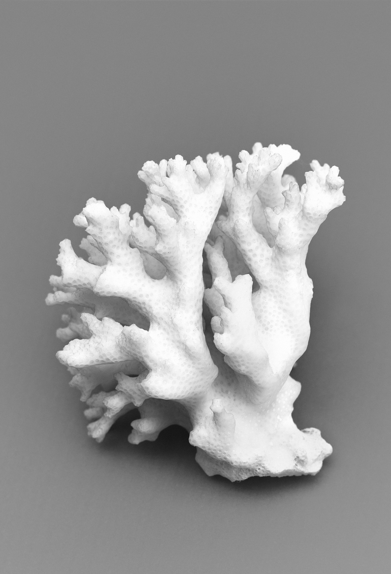 Corail © Spassky Fischer.
