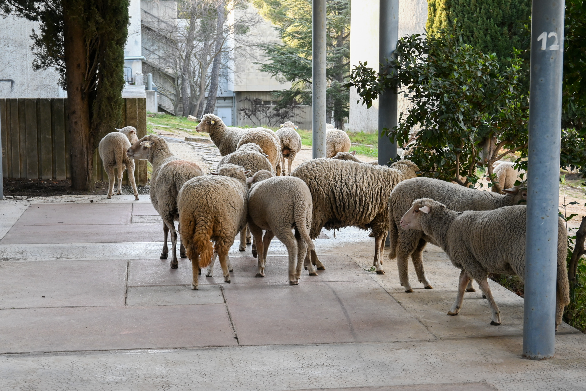 éco-pâturage aux Beaux-Arts de Marseille, 2024 © Nadia Slimani